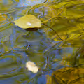 Liquid Golden - old
