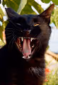 Street Cats of Instanbul