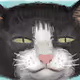 Lottery cat cat