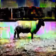 Animal Pharm