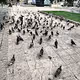 PidgeonsParadise