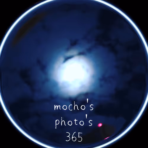 mocho's photo's 365