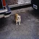 Scenes of a Dog's Life