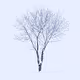 Trees in Winter
