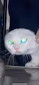 When my cat ... CRAZY IN LOVE
