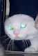 When my cat ... CRAZY IN LOVE