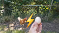 CHICKEN or EGG what came 1st? Vote!