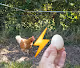 CHICKEN or EGG what came 1st? Vote!