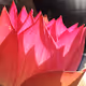 lotus counts