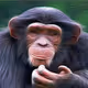VanGogh Ape