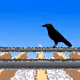 Bird On The Rail