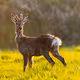 Lockdown Wildlife - Lee Pengelly - old