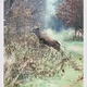 Dear Nature by Kangoo