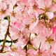 Japanese photograh