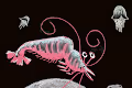 Cherry Shrimps