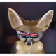 Stylish Fennec Foxes