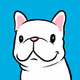 Boo The French Bulldog
