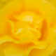 The Yellow Moods