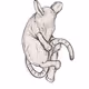 Cyberrat:?