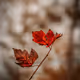 Null Photo Group