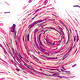 Psilocybe