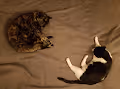 KATZEN - old