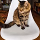 The cat V3