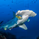 Sharks Bests