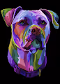 Experienced Dog - old