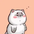 hachi cat