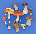 SporeAddict's Mushrooms