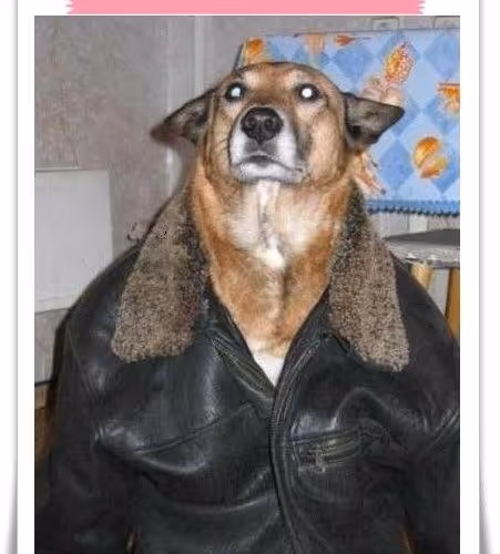 dog3