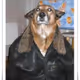 dog3