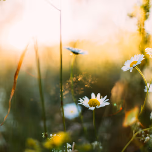 Nature