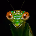 World of Macro V3