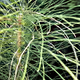 Dinosaur Plant