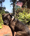Ethee da Dog