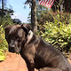 Ethee da Dog
