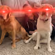 The Dogecoin Family #23605530