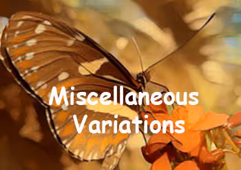 Butterflies (Color variations)