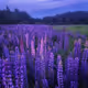 Lavender nightfall