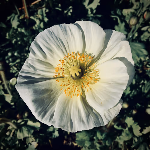 404GRDN presents: Garden Variety