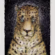 my_first_collection2021(Leopards)