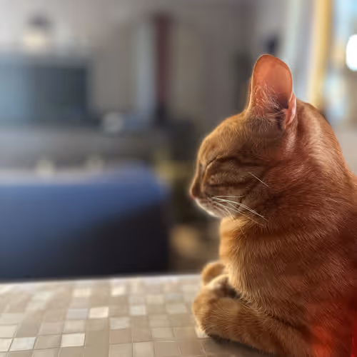 Il Biondo - Special Cat Edition
