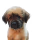 Doggys Cyber