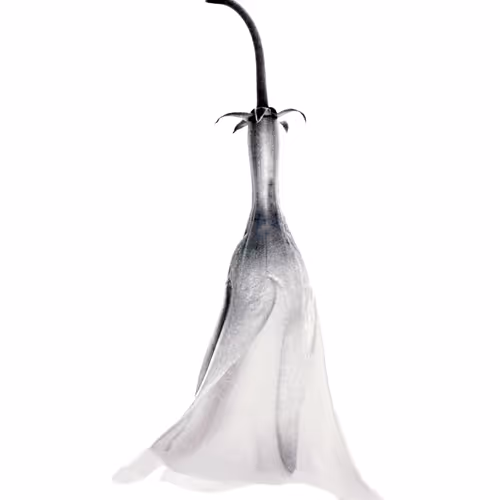 Botanical Hawai'i - old