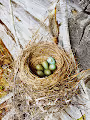 The Birdhouse Project