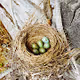 The Birdhouse Project