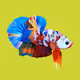 Fish Betta have my money - old