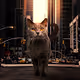Big Cats In City - old